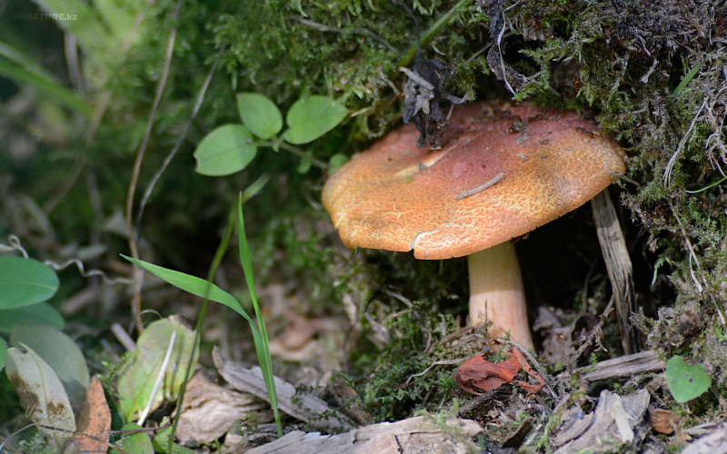fungi_03.jpg