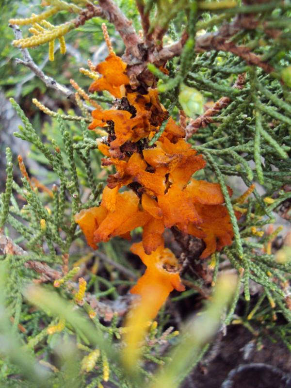 gymnosporangium_sabinae.jpg