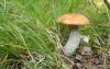 leccinum-aurantiacum_01_t1.jpg