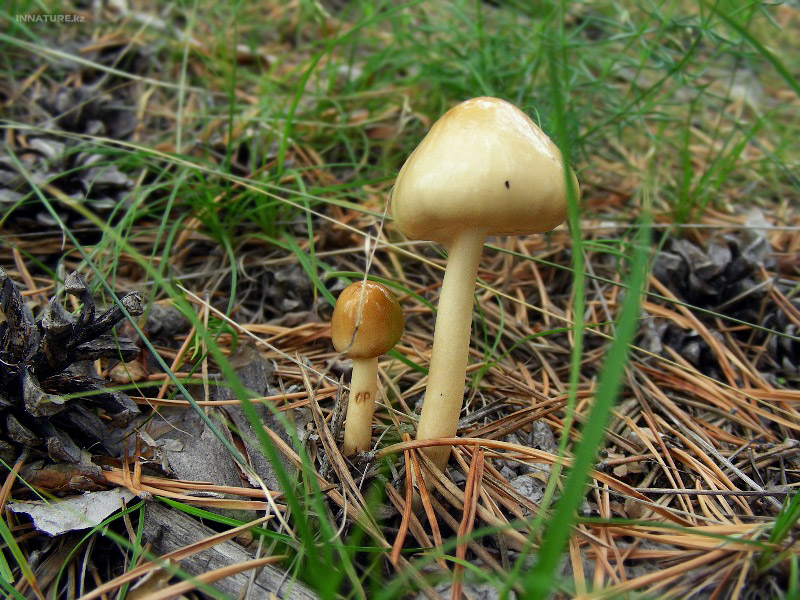 limacella-illinita_01.jpg