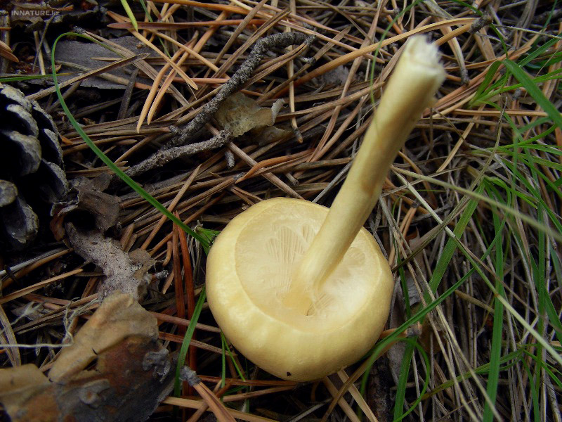 limacella-illinita_02.jpg
