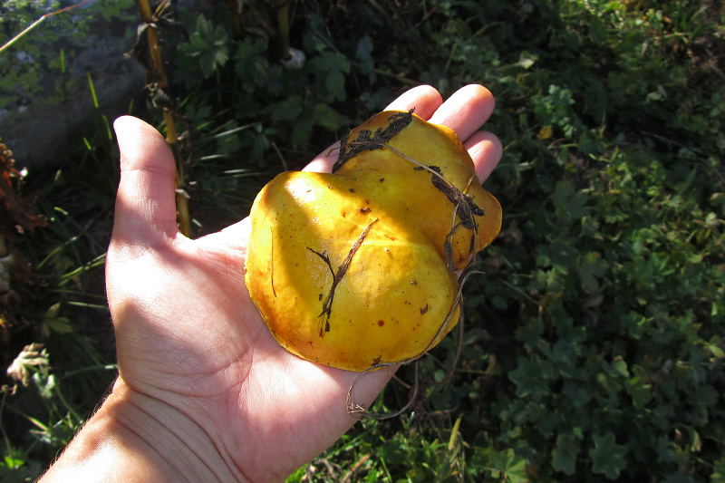 suillus-grevillei-01.jpg