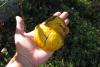 suillus-grevillei-01_t1.jpg