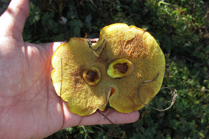 suillus-grevillei-02.jpg