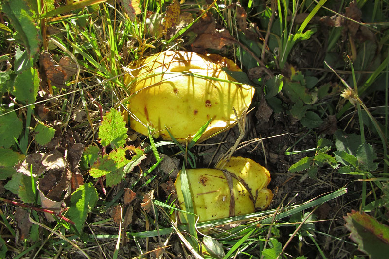 suillus-grevillei-03.jpg