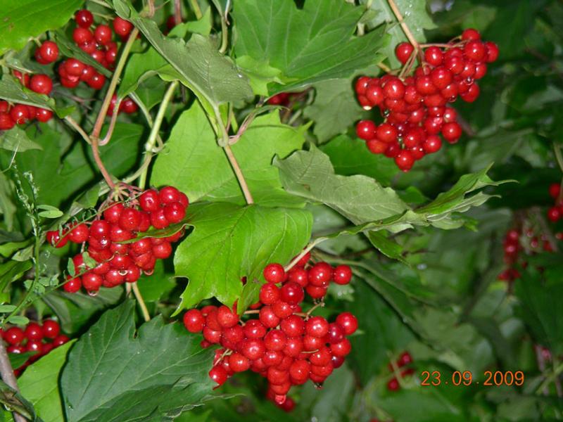 dscn4058.jpg