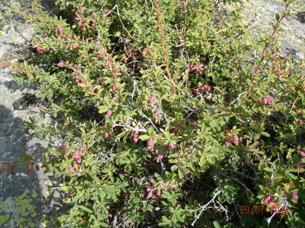 gedc0699.jpg