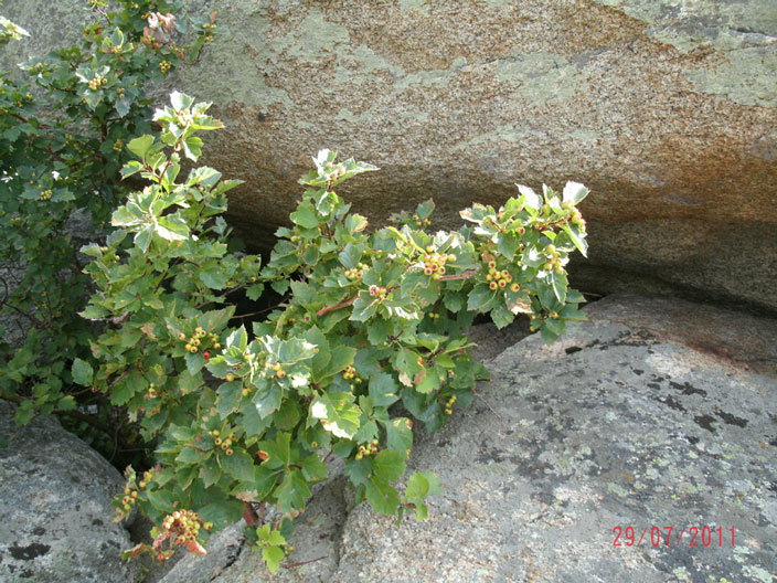gedc0713.jpg