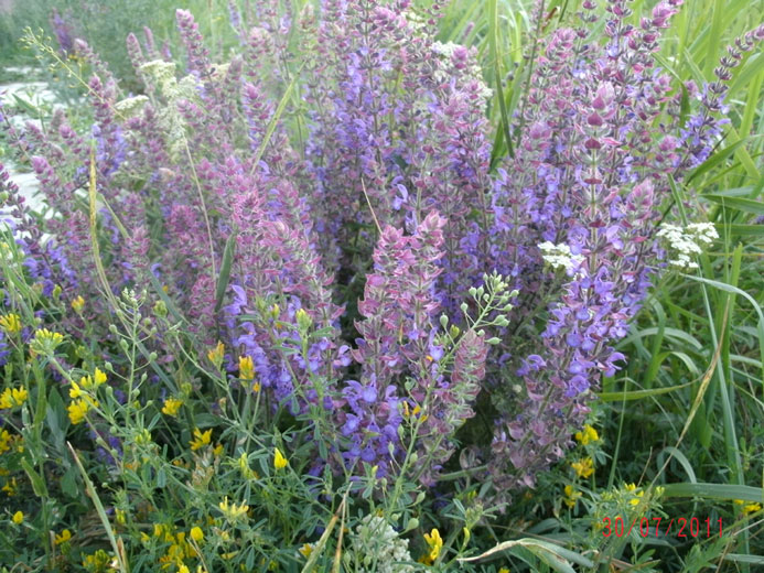 gedc0797.jpg