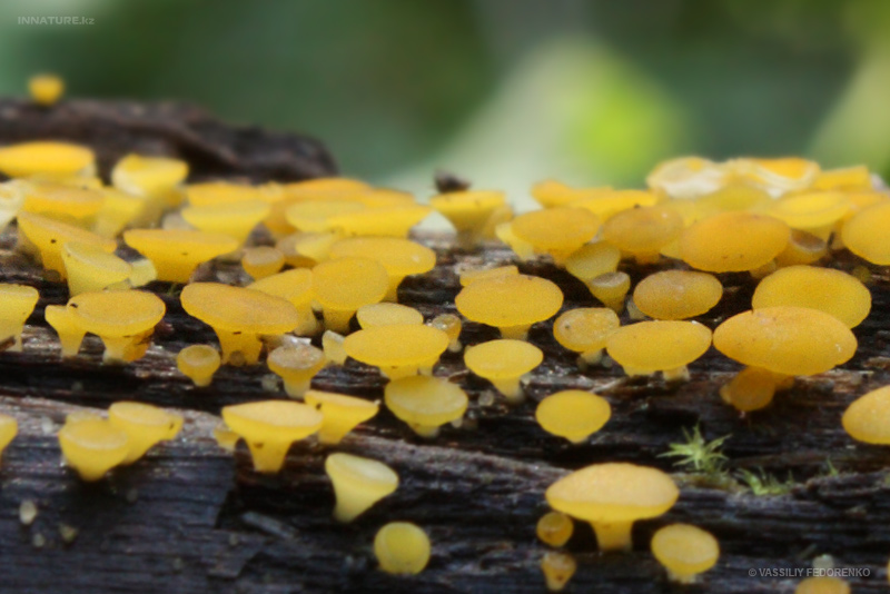 bisporella-citrina_01.jpg