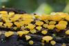 bisporella-citrina_01_t1.jpg