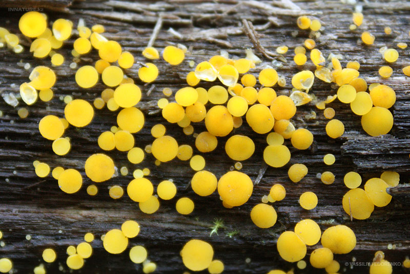 bisporella-citrina_02.jpg