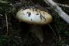 cortinarius_01_t1.jpg