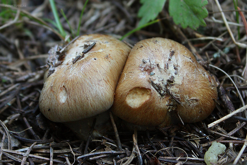 cortinarius_03.jpg