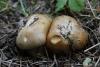 cortinarius_03_t1.jpg
