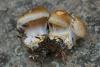 cortinarius_04_t1.jpg