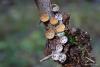 crucibulum-laeve_01_t1.jpg