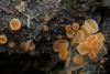 fungi_100_1_t1.jpg