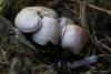 fungi_101_1_t1.jpg