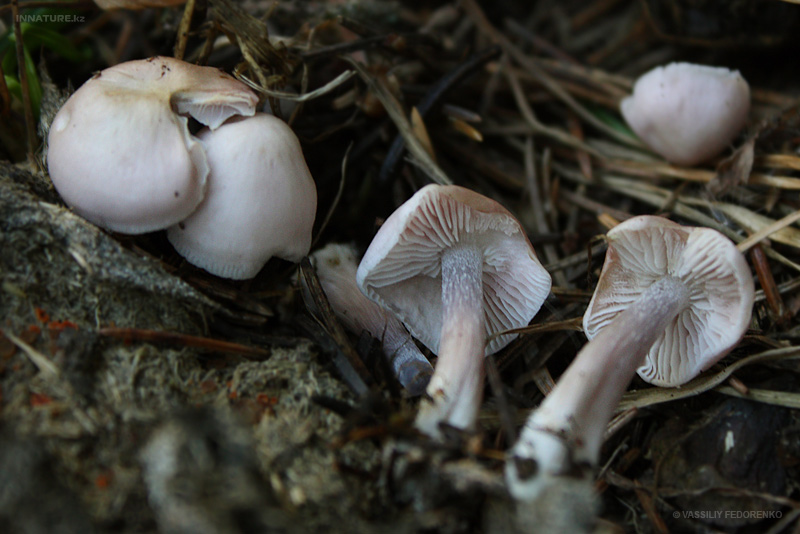 fungi_101_2.jpg