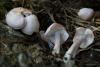 fungi_101_2_t1.jpg