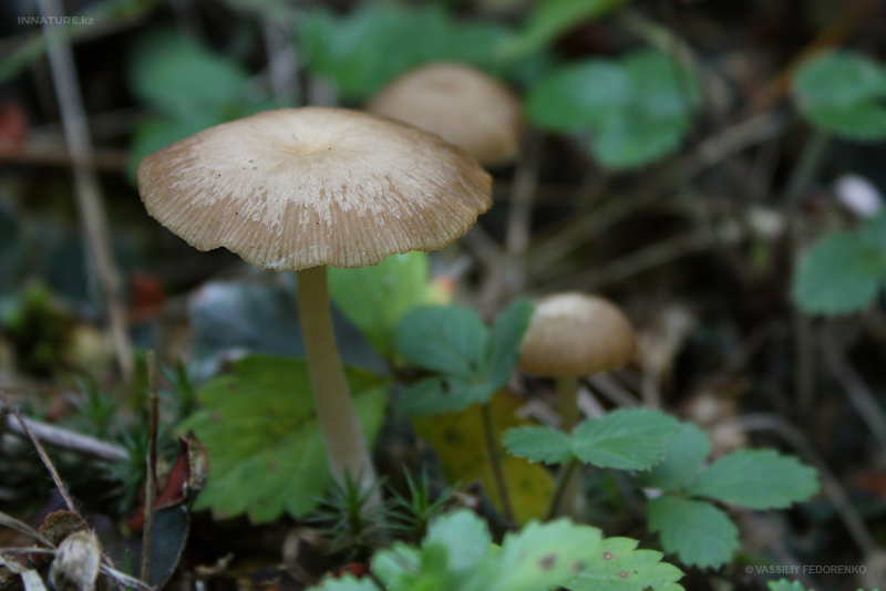 fungi_102_1.jpg