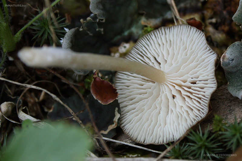 fungi_102_2.jpg