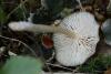 fungi_102_2_t1.jpg