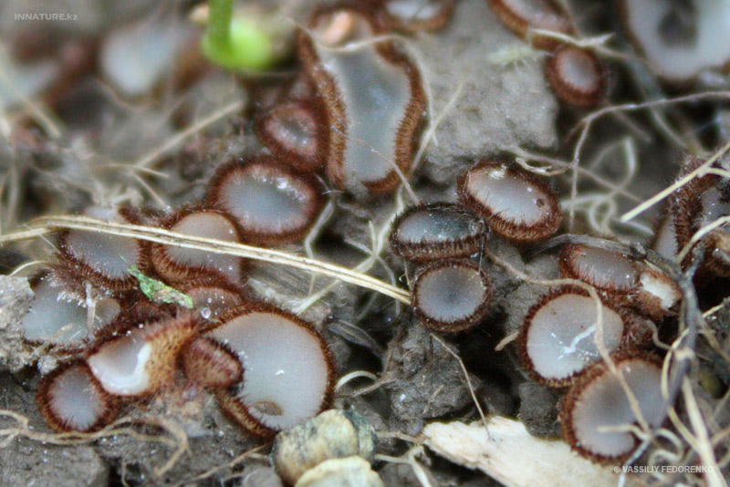 fungi_104_1.jpg