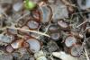 fungi_104_1_t1.jpg
