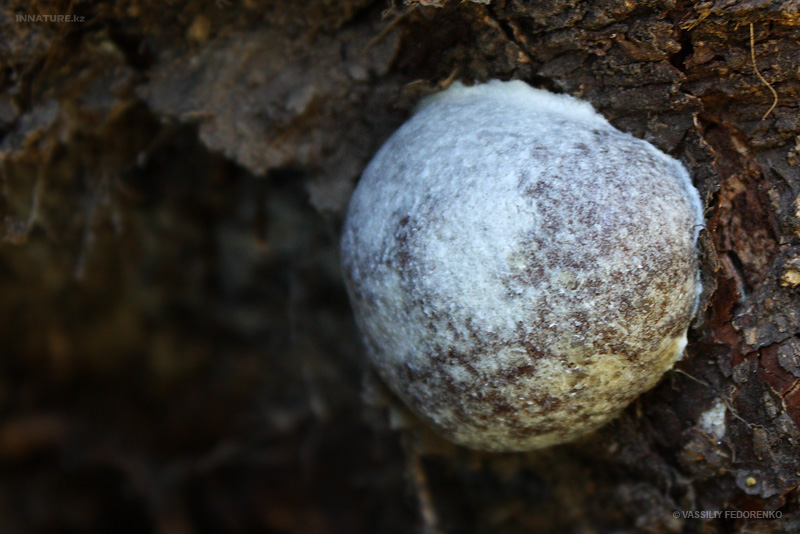 fungi_105_1.jpg