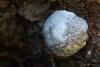 fungi_105_1_t1.jpg