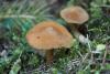 fungi_106_1_t1.jpg