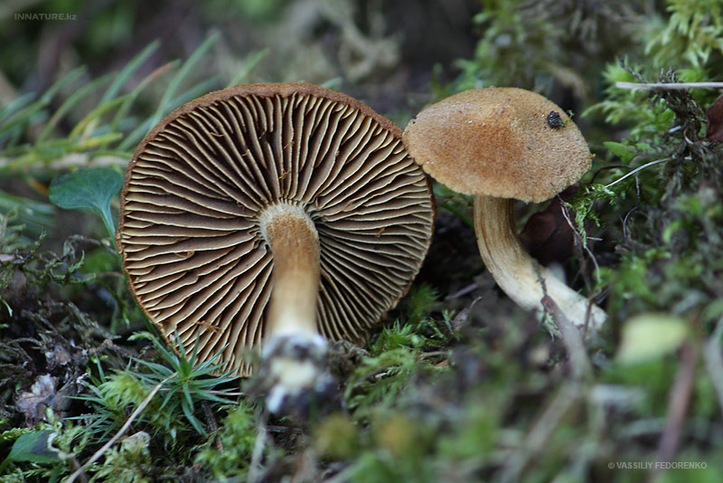 fungi_106_2.jpg
