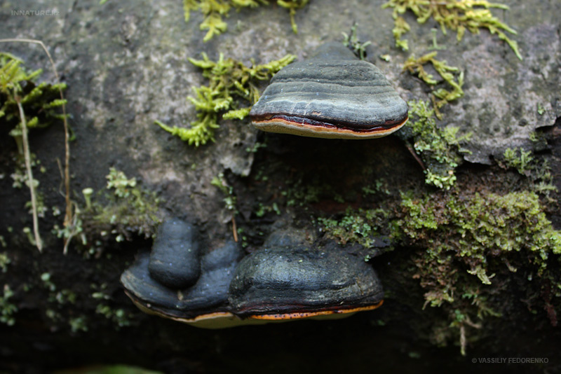 fungi_108_1.jpg