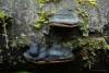 fungi_108_1_t1.jpg