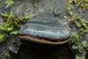 fungi_108_2_t1.jpg