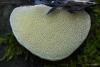 fungi_108_3_t1.jpg