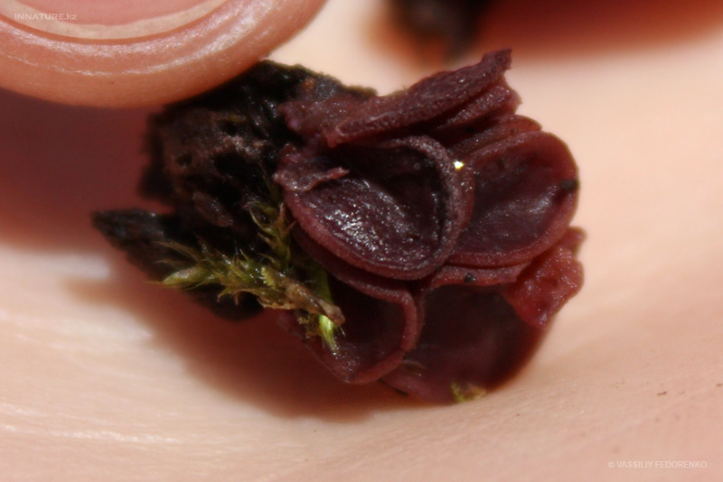 fungi_110_1.jpg