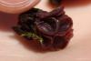 fungi_110_1_t1.jpg