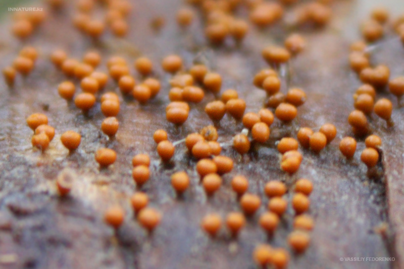 fungi_111_1.jpg