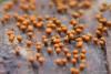 fungi_111_1_t1.jpg