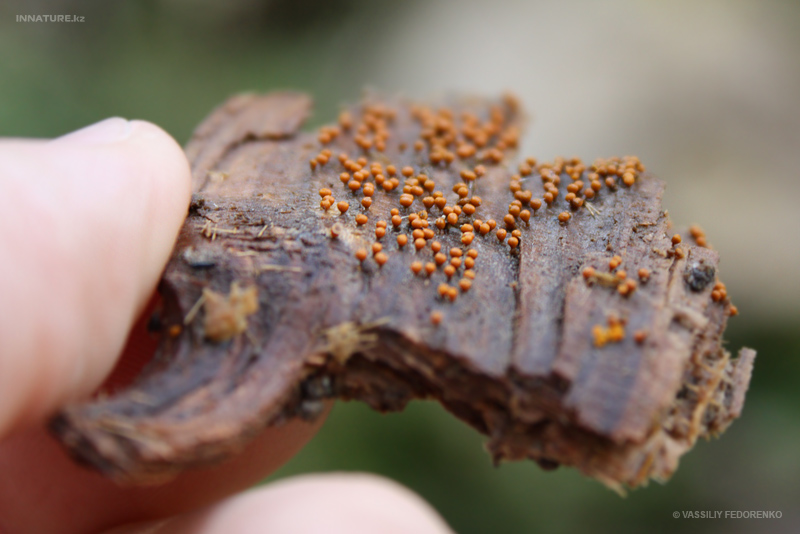 fungi_111_2.jpg