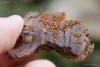 fungi_111_2_t1.jpg