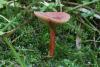 lactarius_01_t1.jpg