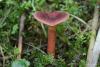 lactarius_02_t1.jpg