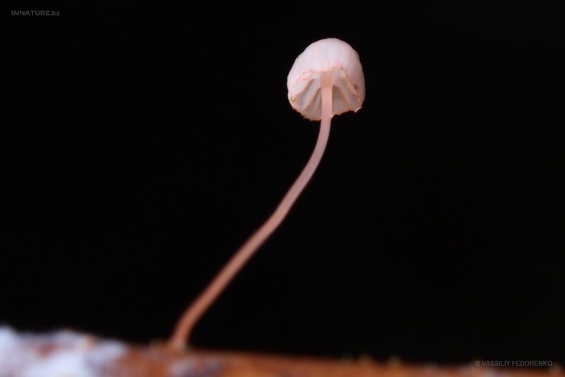 mycena-pterigena_02.jpg