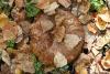paxillus_01_t1.jpg
