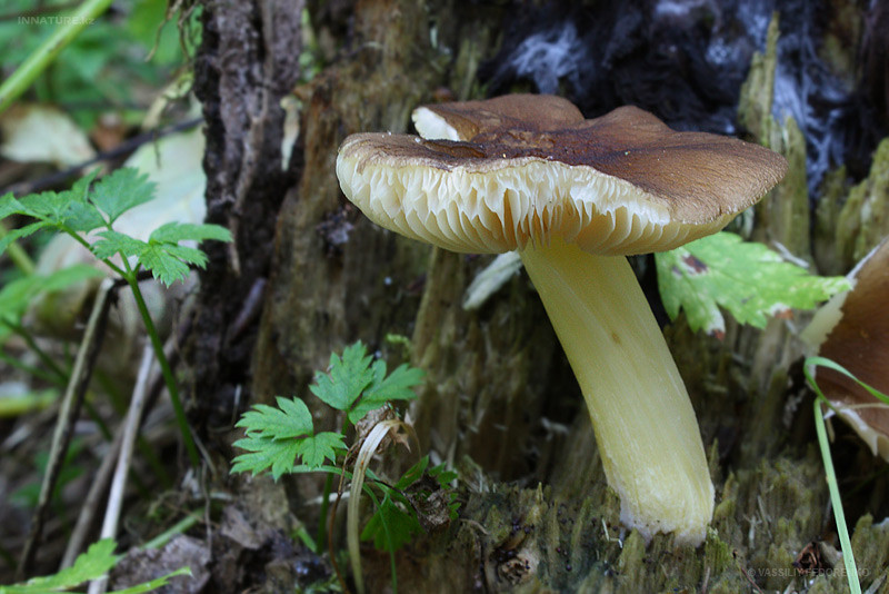 pluteus_01.jpg