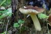 pluteus_01_t1.jpg